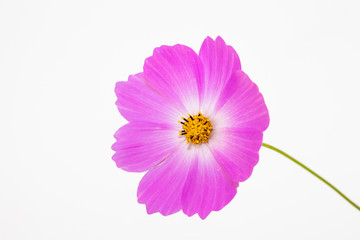 Wall Mural - Isolated Pink cosmos flower on white