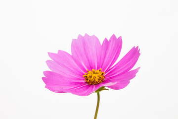 Wall Mural - Isolated Pink cosmos flower on white