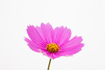 Wall Mural - Isolated Pink cosmos flower on white