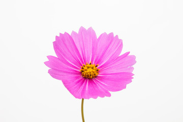 Wall Mural - Isolated Pink cosmos flower on white
