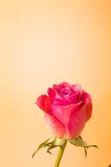 Wall Mural - pink rose flower on orange background