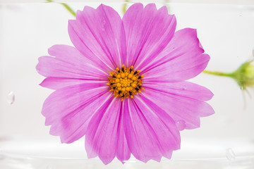 Wall Mural - Frozen cosmos flower in ice concept 