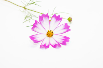 Wall Mural - Studio Shot of Pink and white Cosmos Flower Isolated on White in deco