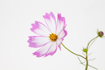 Wall Mural - Studio Shot of Pink and white Cosmos Flower Isolated on White in deco