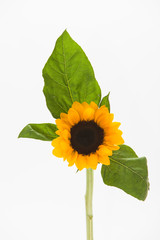 Wall Mural - Studio shot of Sun flower
