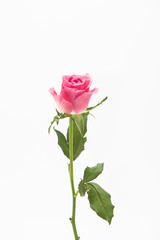 Wall Mural - Studio shot of pink rose flower in deco