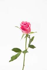 Wall Mural - Studio shot of pink rose flower in deco