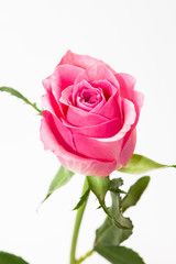 Wall Mural - Studio shot of pink rose flower in deco