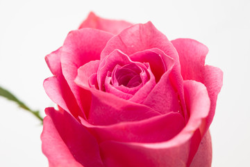 Wall Mural - Studio shot of pink rose flower in deco