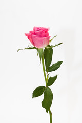 Wall Mural - Studio shot of pink rose flower in deco