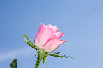 Wall Mural - Pink rose flower at blue sky background