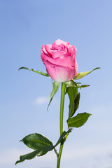 Wall Mural - Pink rose flower at blue sky background