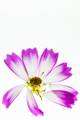 Wall Mural - Translucent Light box view at pink and white cosmos flower