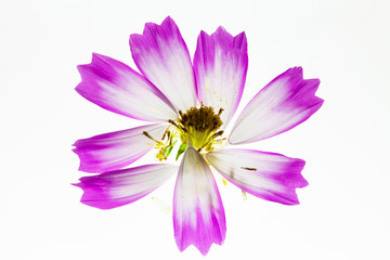 Wall Mural - Translucent Light box view at pink and white cosmos flower