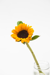 Wall Mural - Beautiful sunflower with leaves isolated on white