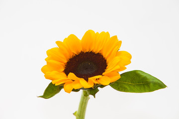Wall Mural - Beautiful sunflower with leaves isolated on white
