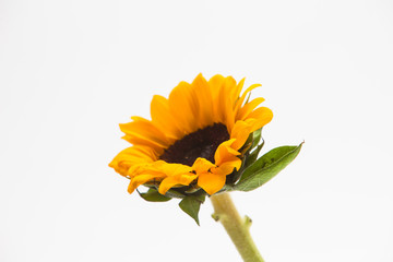 Wall Mural - Beautiful sunflower with leaves isolated on white