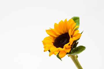 Wall Mural - Beautiful sunflower with leaves isolated on white