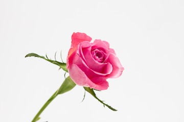 Wall Mural - pink rose isolated on white