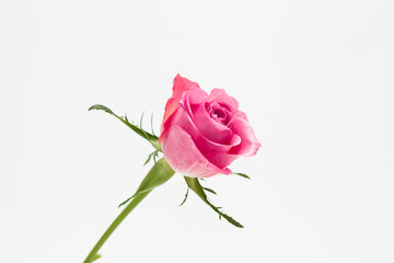 Wall Mural - pink rose isolated on white