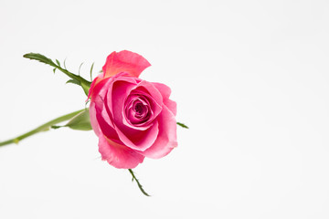 Wall Mural - pink rose isolated on white