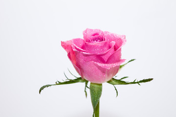 Wall Mural - water wet pink rose flower isolated on white