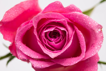 Wall Mural - Water wet Pink rose flower isolated on white 