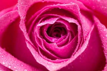 Wall Mural - Water wet Pink rose flower isolated on white 