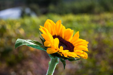 Wall Mural - Beautiful sunflower on the blue sky background 
