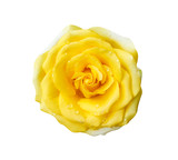 Fototapeta Koty - Beautiful yellow rose flowers fresh sweet petal patterns  with water drops isolated on white background top view