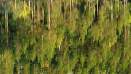 Wall Mural - Reflection of a pine forest in a calm lake