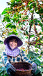 Portrait of Asia women picking coffee in the plant
