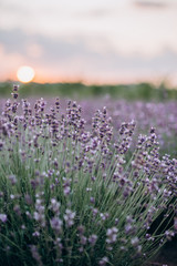 Bushes of provence lavender at sunset. Aromatherapy Natural cosmetic. Fields of French lavender. Soft focus.