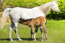 Young Foal Grazing With His Mother