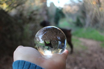 Wall Mural - boule de cristal et chien