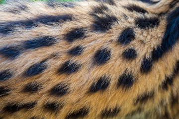 Spotted fluffy fur of a 2 month old serval kitten (Leptailurus serval)