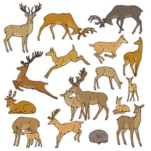 Wild Deer Herd Vector Set Males And Females With Babies Jump, Sleep And In Other Poses. Outline Sketch Illustration Isolated On White Background.