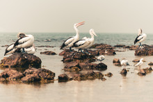 Group Of Pelicans On The Beach With Seagulls Preening Their Feathers Pelican Laughing
