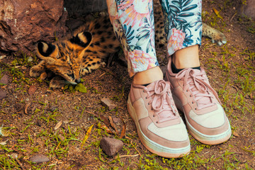 2 month old serval kitten (Leptailurus serval) hiding underneath the legs of a tourist at a breeding station near Cullinan, South Africa