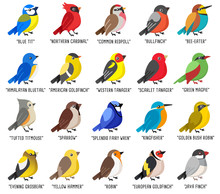 Different Type Of Birds Collection Isolated On White Background : Vector Illustration