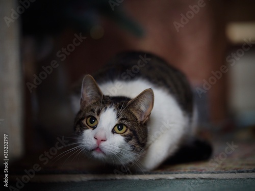 Cat Door Stickers Cat Door Murals Canada