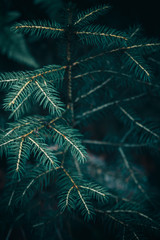 Fir tree branch toned background image