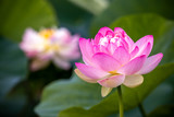 蓮の花　初夏イメージ