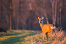 Roe Deer (Capreolus Capreolus) Standing On A Field At Sunset