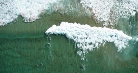 Wall Mural - Surfers swimming in Sydney, Australia