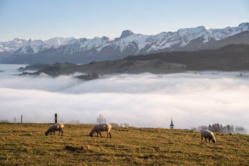 Wall Mural - sheeps above a villag in switzerland in front of massive mountain range during a foggy evening