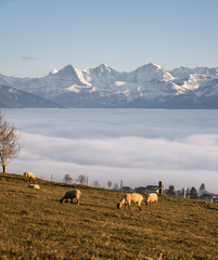 Canvas Print - sheeps above a villag in switzerland in front of massive mountain range during a foggy evening