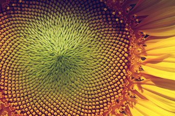 beautiful pollen sunflower flora