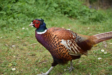 Striking Male Pheasant With Distinctive Markings In The Wild