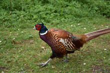 Male Pheasant Strutting His Stuff To Attract Females